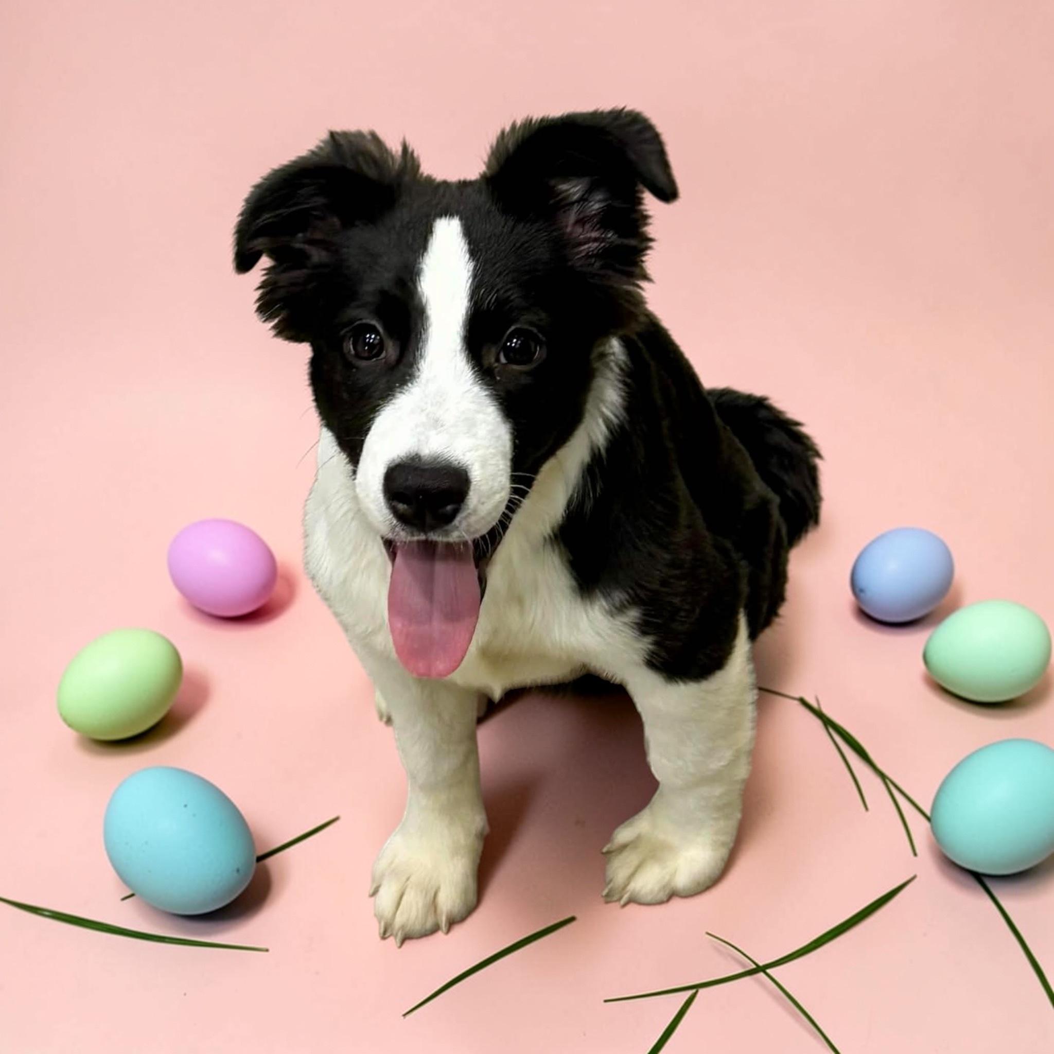 Enlarge Fluffy, a ADOPTABLE mixed breed in Orlando , FL image 1/4