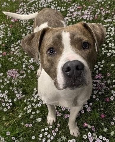 Enlarge CODY, a Adoptable mixed breed in Clinton Township, MI image 1/1