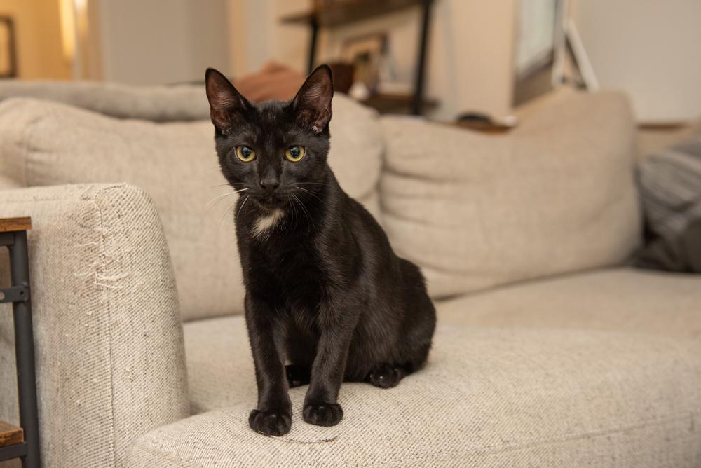 Kreuger, Adoptable, Kitten Male Domestic Short Hair.