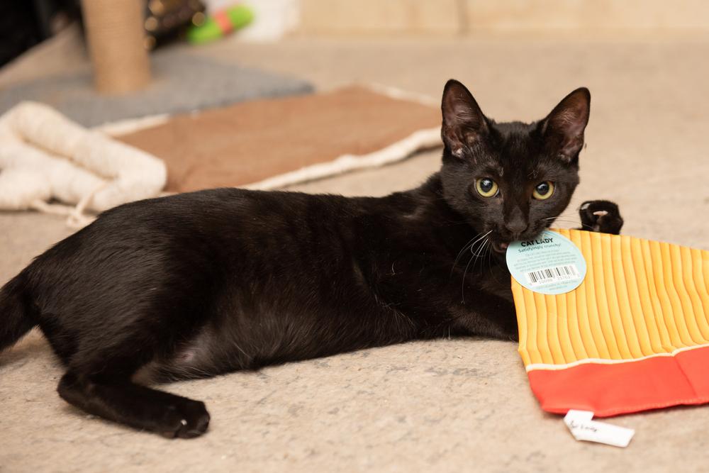 Kreuger, a Adoptable Domestic Short Hair in Randolph, MA image 2/2