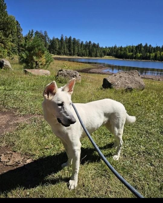 Polar, a Adoptable German Shepherd Dog in Springerville, AZ image 1/3