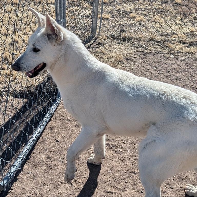 Polar, a Adoptable German Shepherd Dog in Springerville, AZ image 2/3