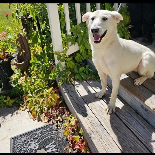 Polar, a Adoptable German Shepherd Dog in Springerville, AZ image 3/3