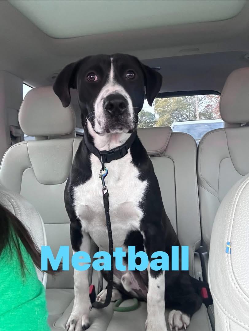Meatball, ADOPTABLE, Adult Male Black Labrador Retriever.