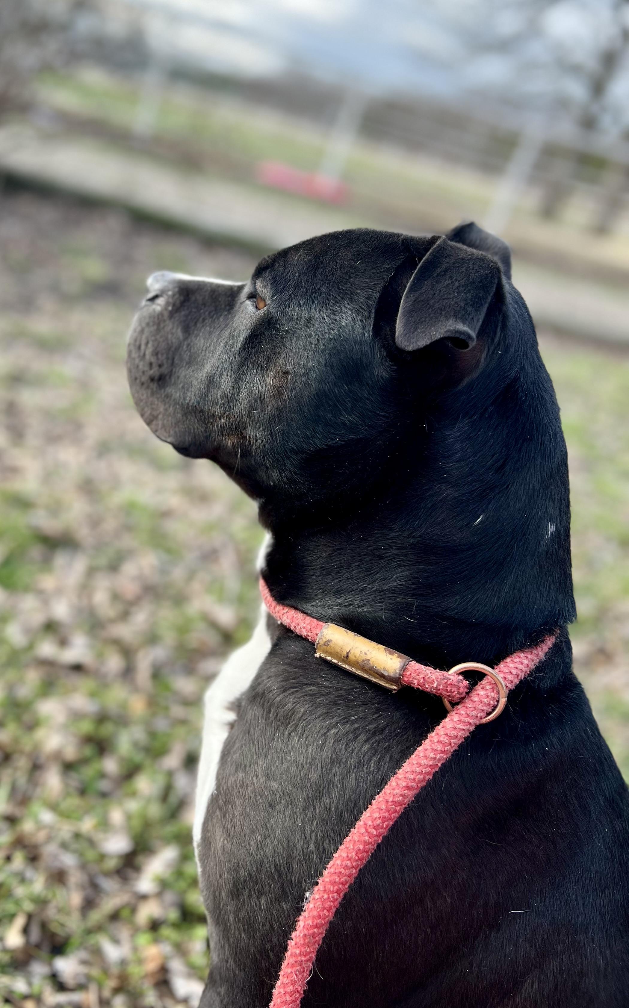 Roscoe, Adoptable, Adult Male American Staffordshire Terrier & American Bully.