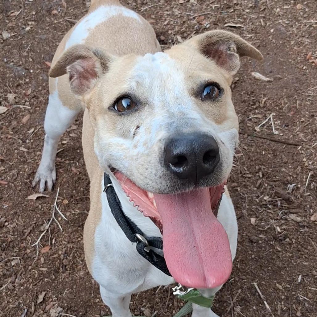Pebbles, Adoptable, Adult Female Cattle Dog.