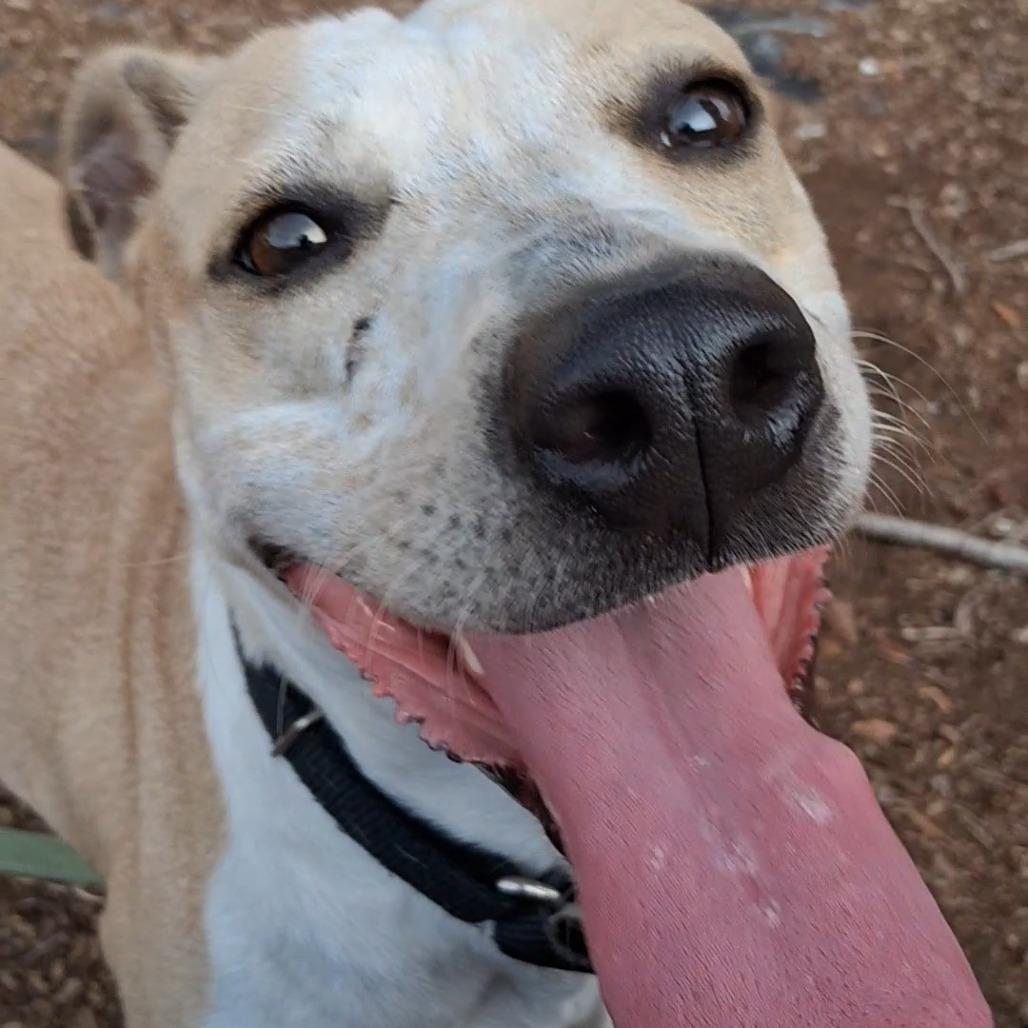 Enlarge Pebbles, a Adoptable Cattle Dog in West Palm Beach, FL image 2/6