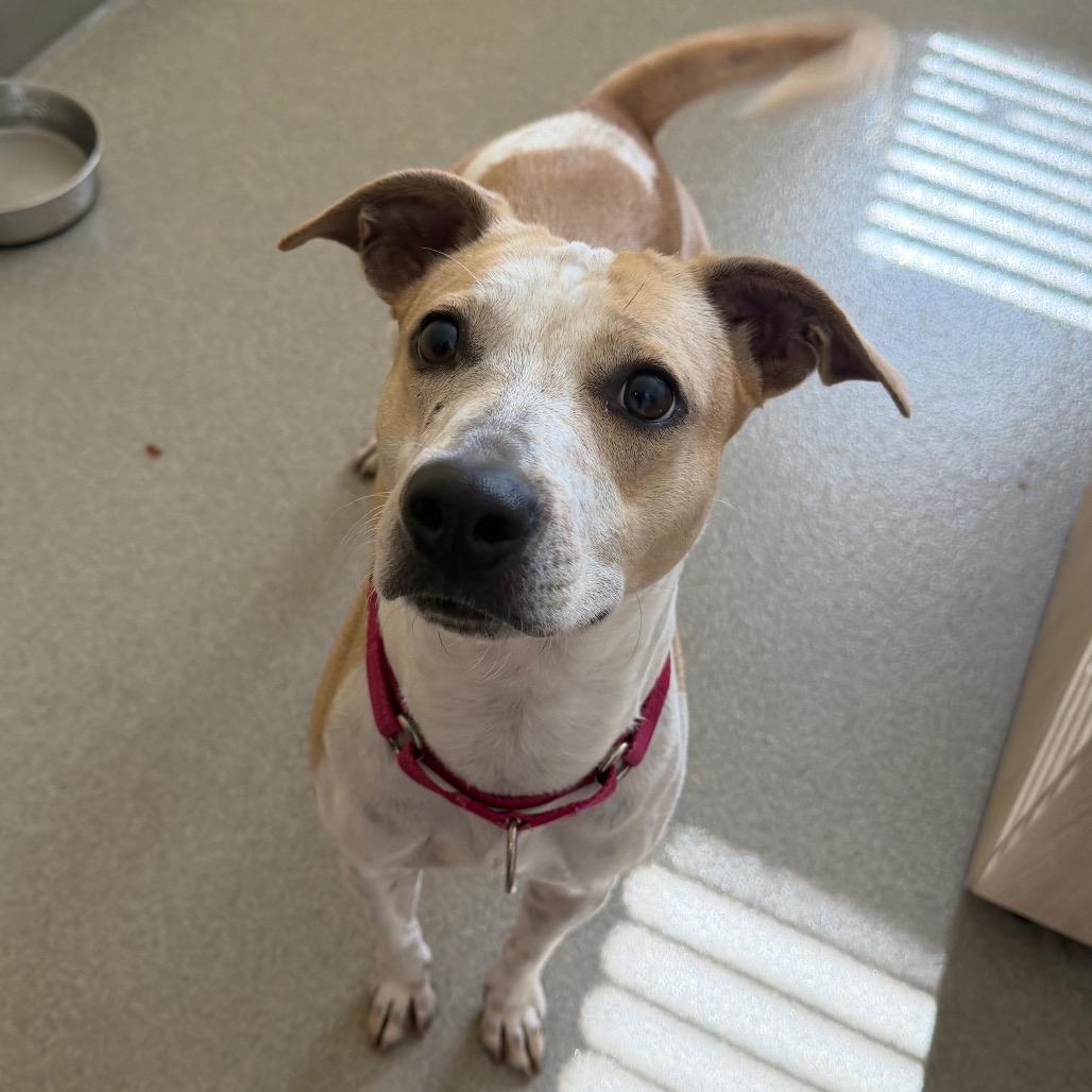 Enlarge Pebbles, a Adoptable Cattle Dog in West Palm Beach, FL image 3/6