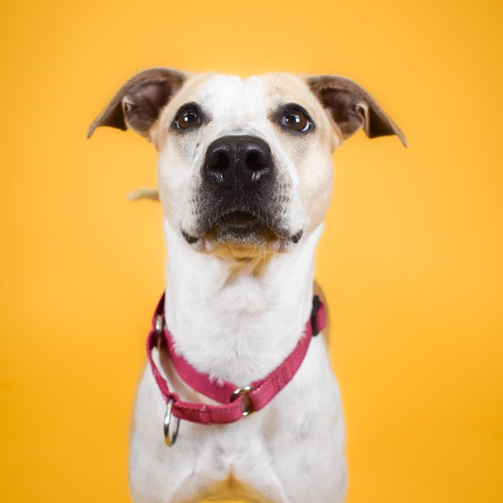 Enlarge Pebbles, a Adoptable Cattle Dog in West Palm Beach, FL image 4/6