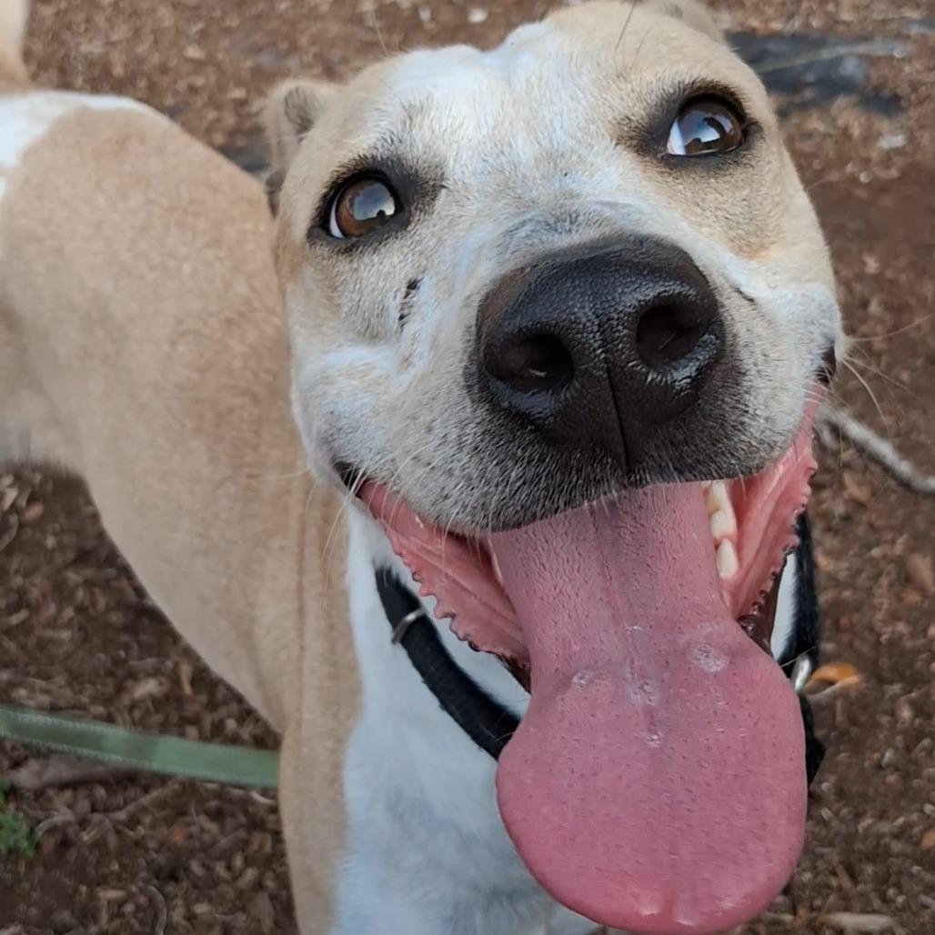 Enlarge Pebbles, a Adoptable Cattle Dog in West Palm Beach, FL image 5/6