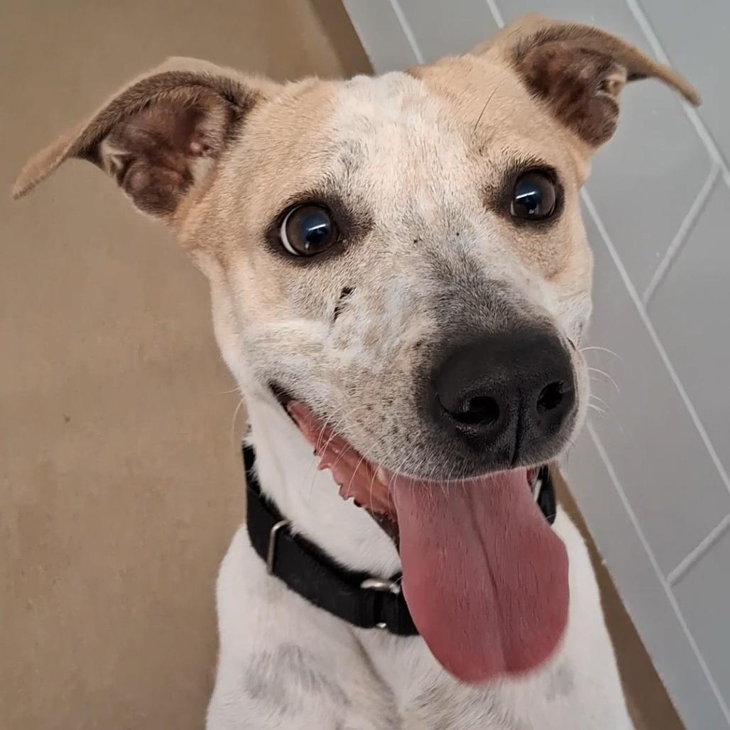 Enlarge Pebbles, a Adoptable Cattle Dog in West Palm Beach, FL image 6/6