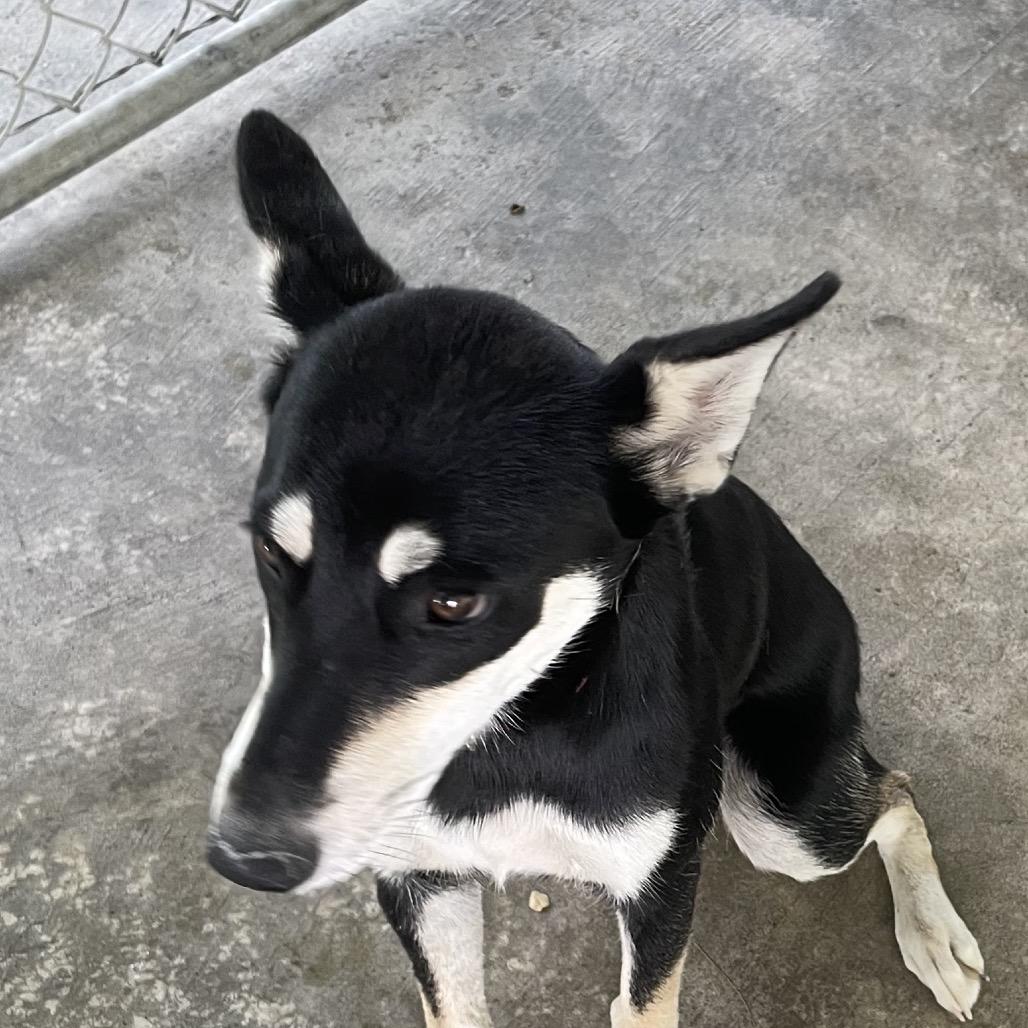 Dotty, Adoptable, Young Female Husky.