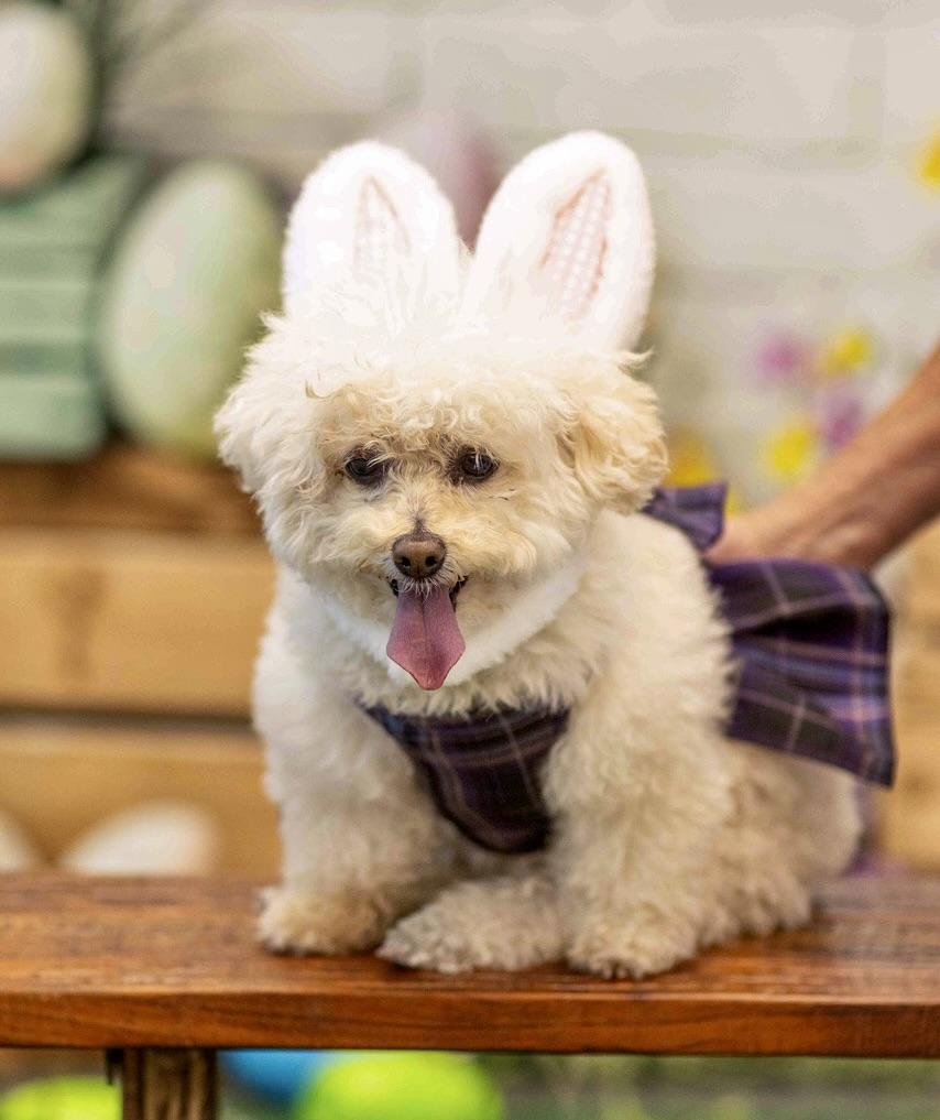 Enlarge Sofia #191, a Adoptable mixed breed in Placentia, CA image 6/6