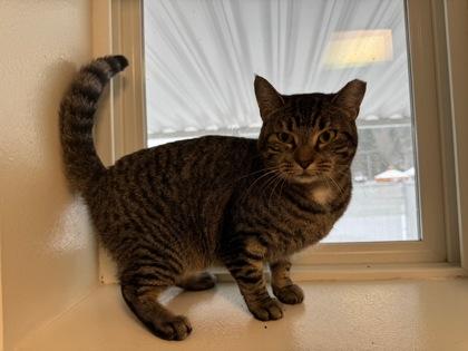 Enlarge Aubrey, a Adoptable Domestic Short Hair in Bath, NY image 1/1