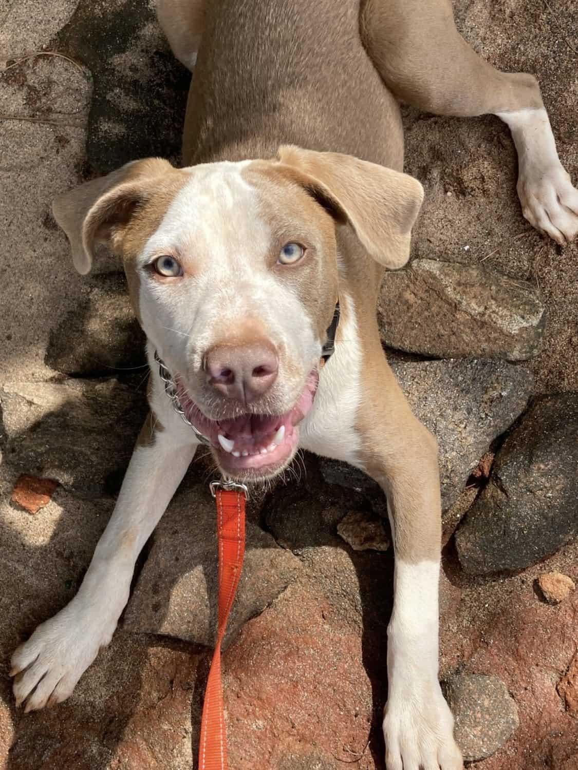 Sage, Adoptable, Young Female Terrier.