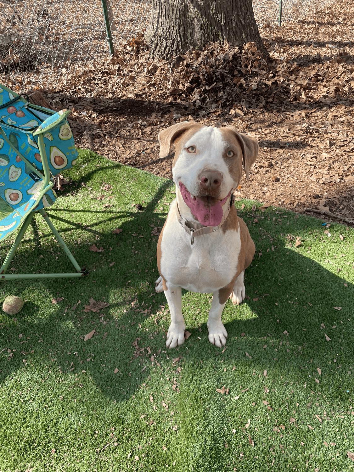 Enlarge Sage, a Adoptable Terrier in Greenville, SC image 2/3