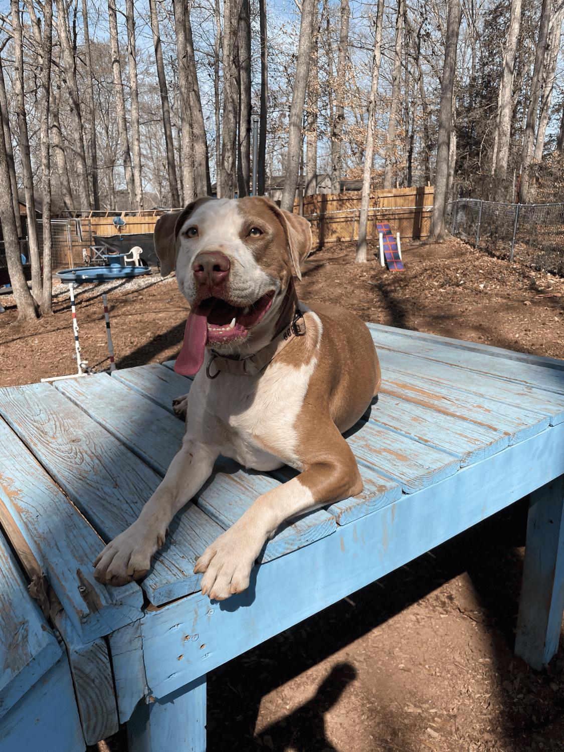 Enlarge Sage, a Adoptable Terrier in Greenville, SC image 3/3