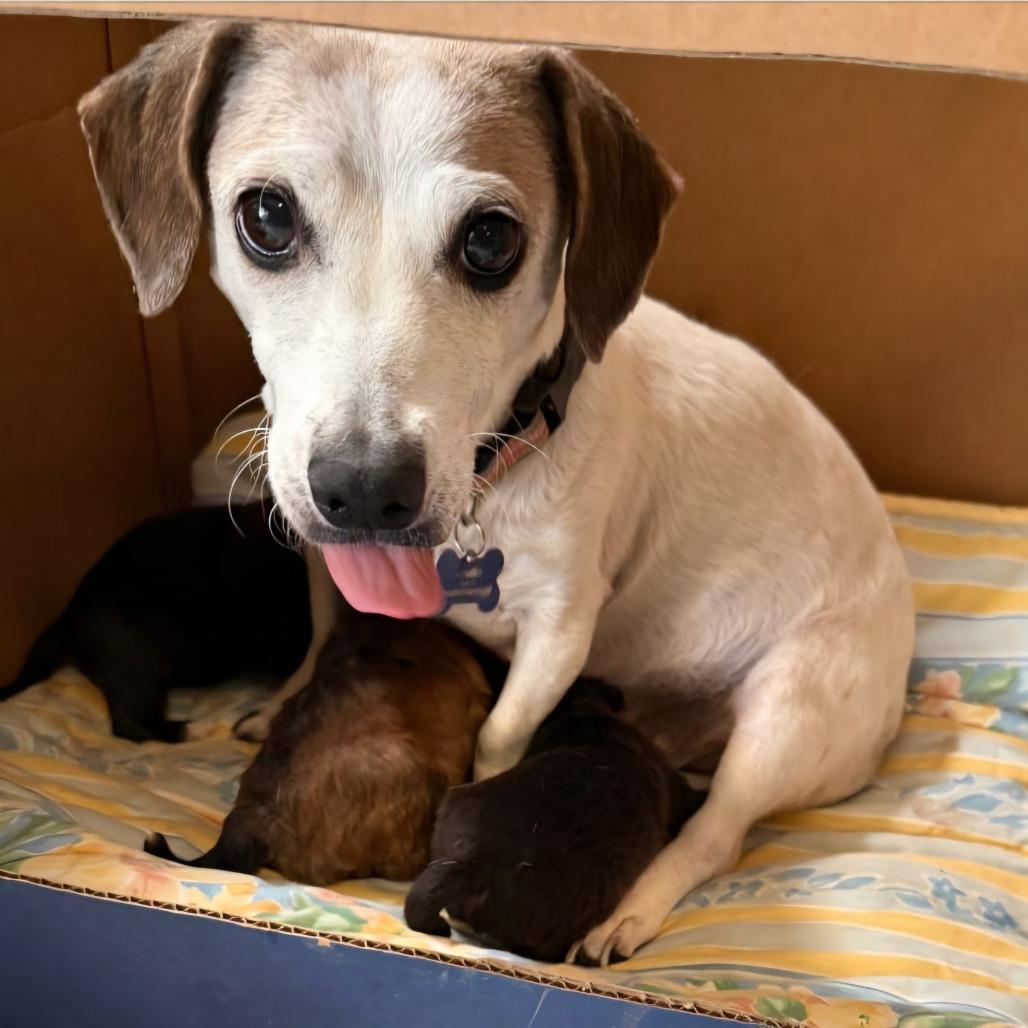Shyla - Costa Mesa Location, Adoptable, Young Female Jack Russell Terrier & Dachshund.