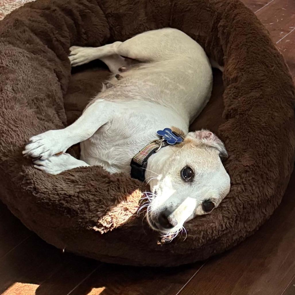 Enlarge Shyla - Costa Mesa Location, a Adoptable mixed breed in Chino Hills, CA image 2/6
