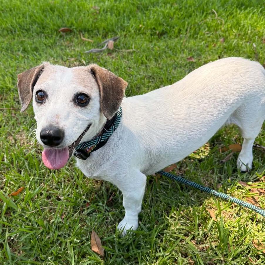 Enlarge Shyla - Costa Mesa Location, a Adoptable mixed breed in Chino Hills, CA image 3/6