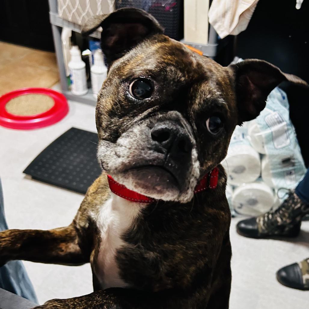 Elana Meyers Taylor, Adoptable, Senior Female Boxer.