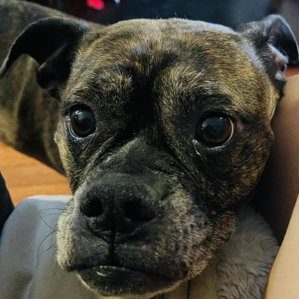 Cammie, Adoptable, Senior Female Boxer.