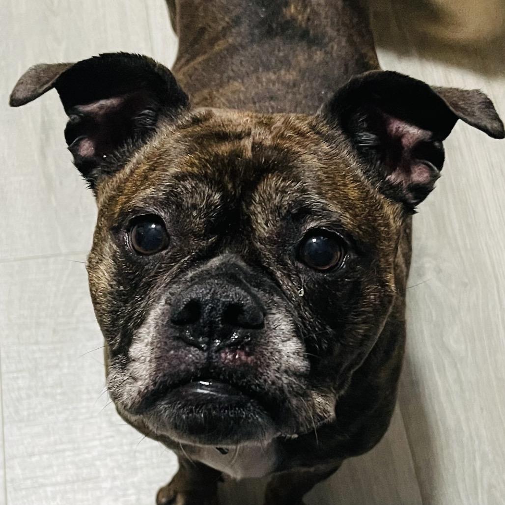 Enlarge Cammie, a Adoptable Boxer in Fredericksburg, VA image 3/5