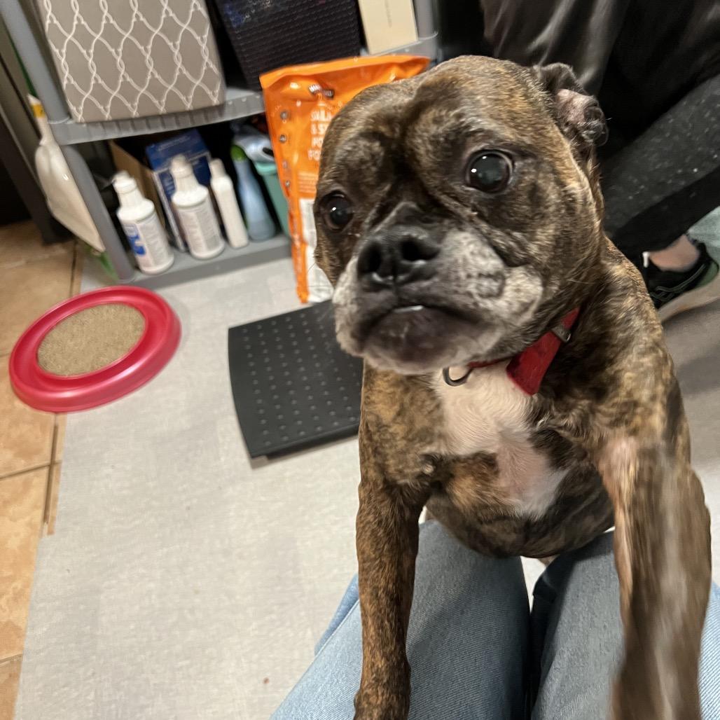 Enlarge Cammie, a Adoptable Boxer in Fredericksburg, VA image 4/5