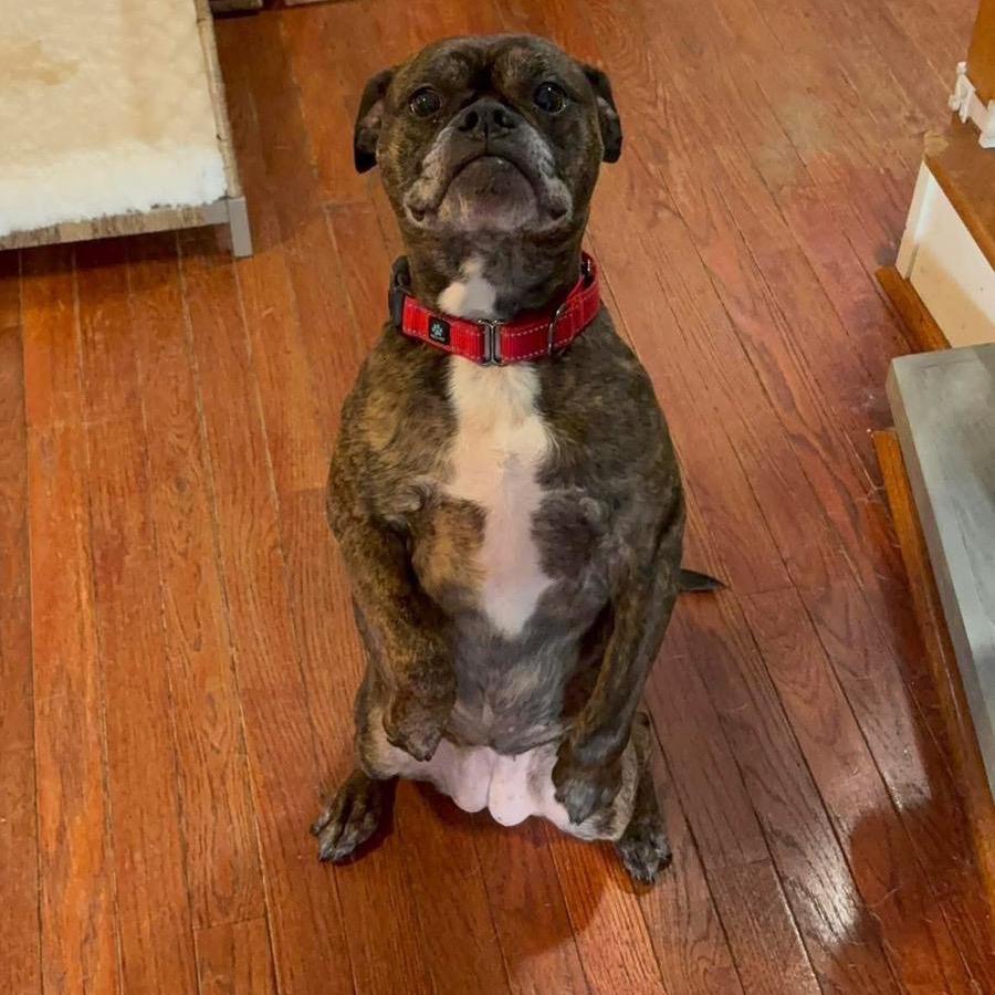 Enlarge Cammie, a Adoptable Boxer in Fredericksburg, VA image 2/6