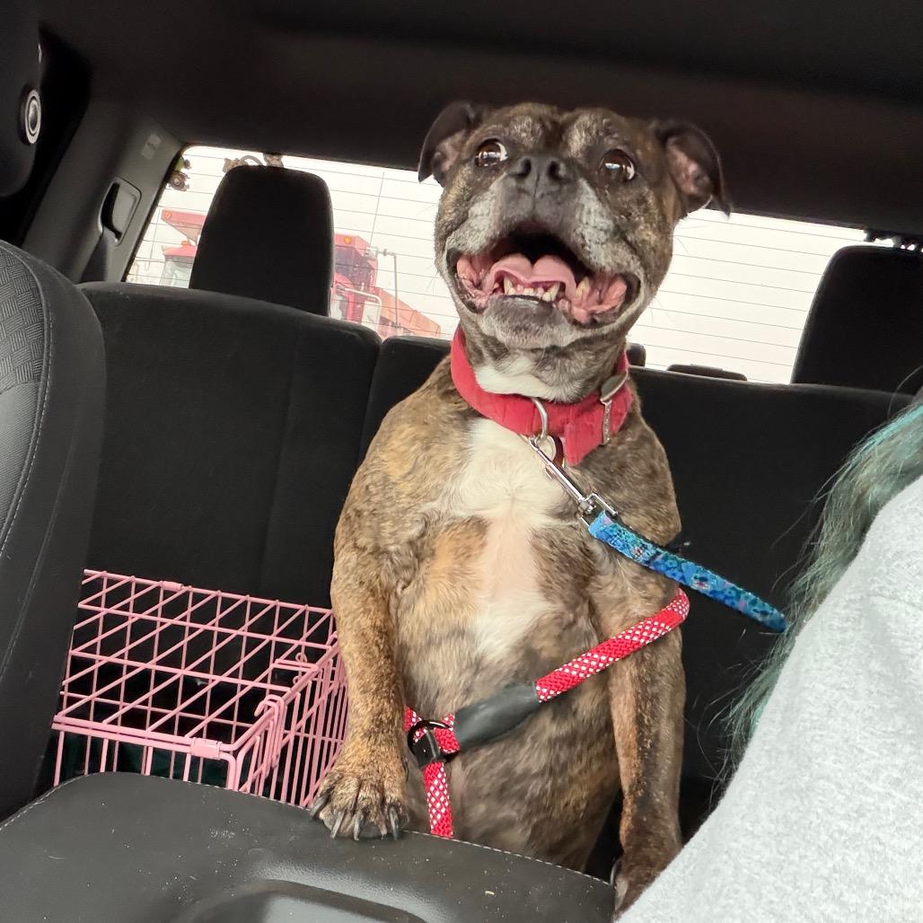 Enlarge Cammie, a Adoptable Boxer in Fredericksburg, VA image 3/6