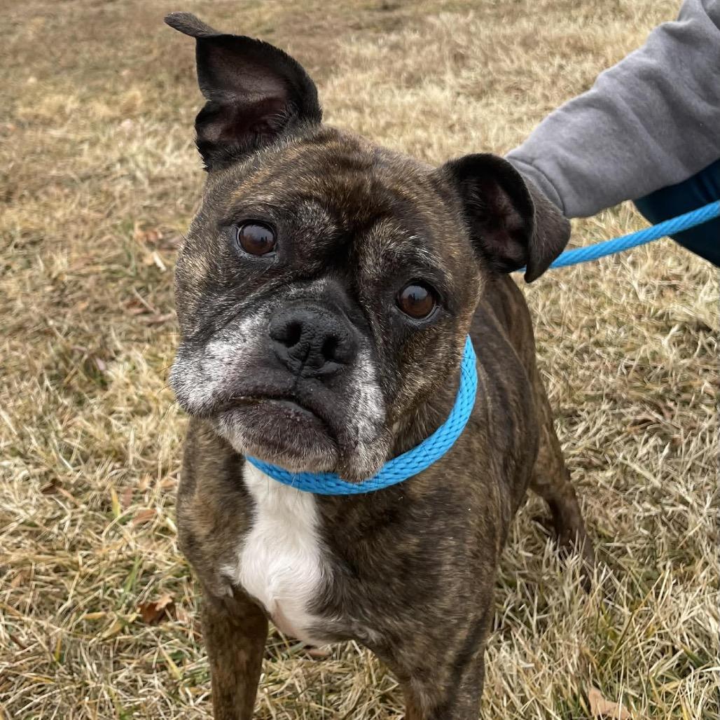 Enlarge Cammie, a Adoptable Boxer in Fredericksburg, VA image 4/6