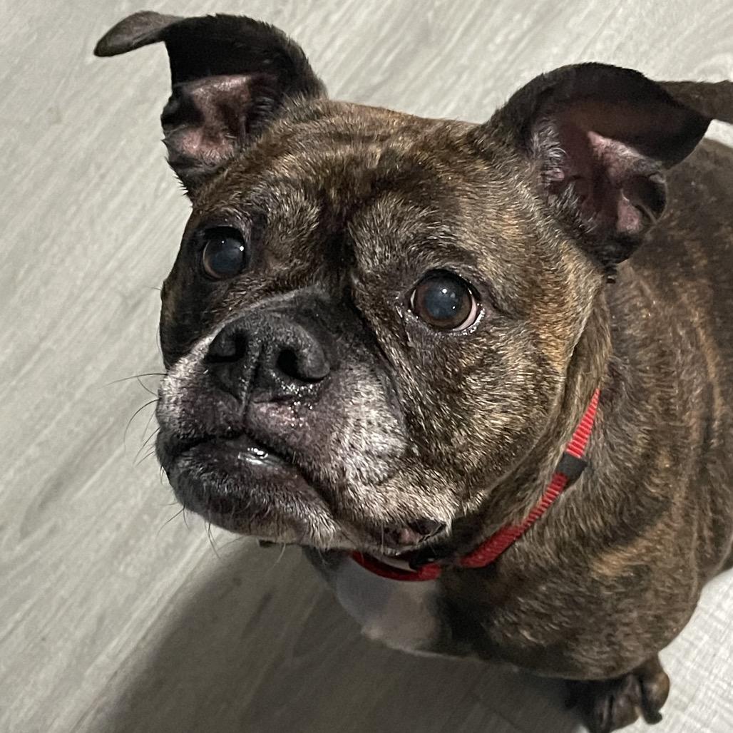 Enlarge Cammie, a Adoptable Boxer in Fredericksburg, VA image 5/5