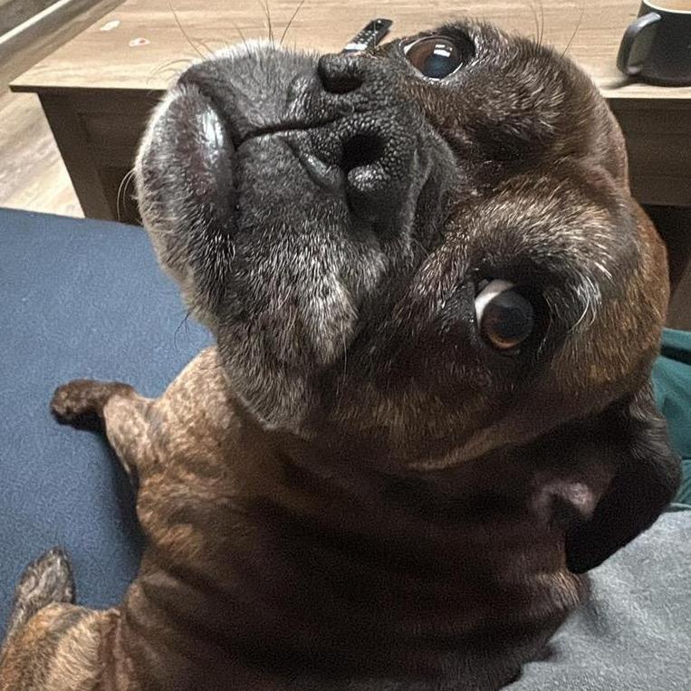 Enlarge Cammie, a Adoptable Boxer in Fredericksburg, VA image 6/6