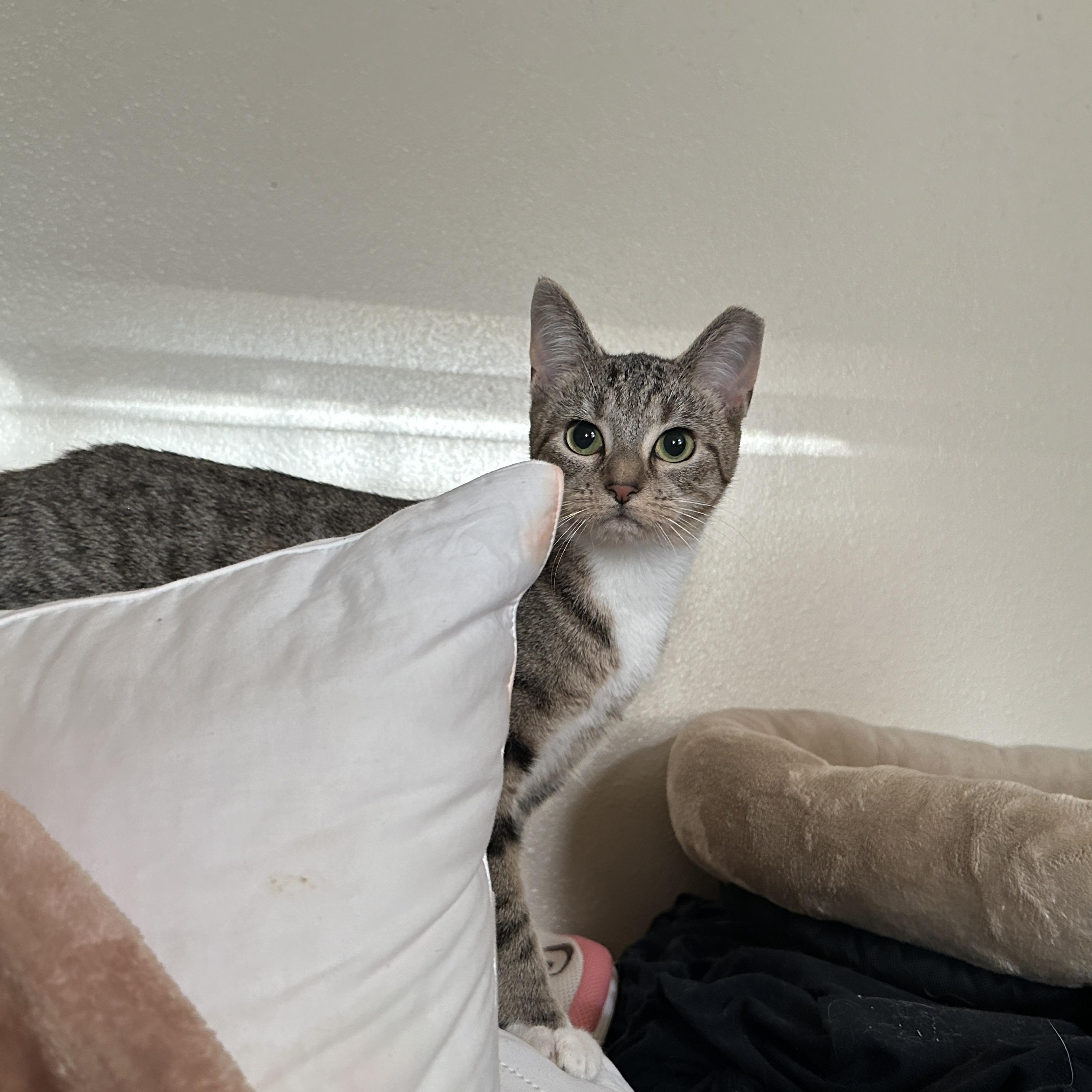 Trubbz (161370) (In a foster home), a ADOPTABLE Domestic Short Hair in Baton Rouge, LA image 2/3