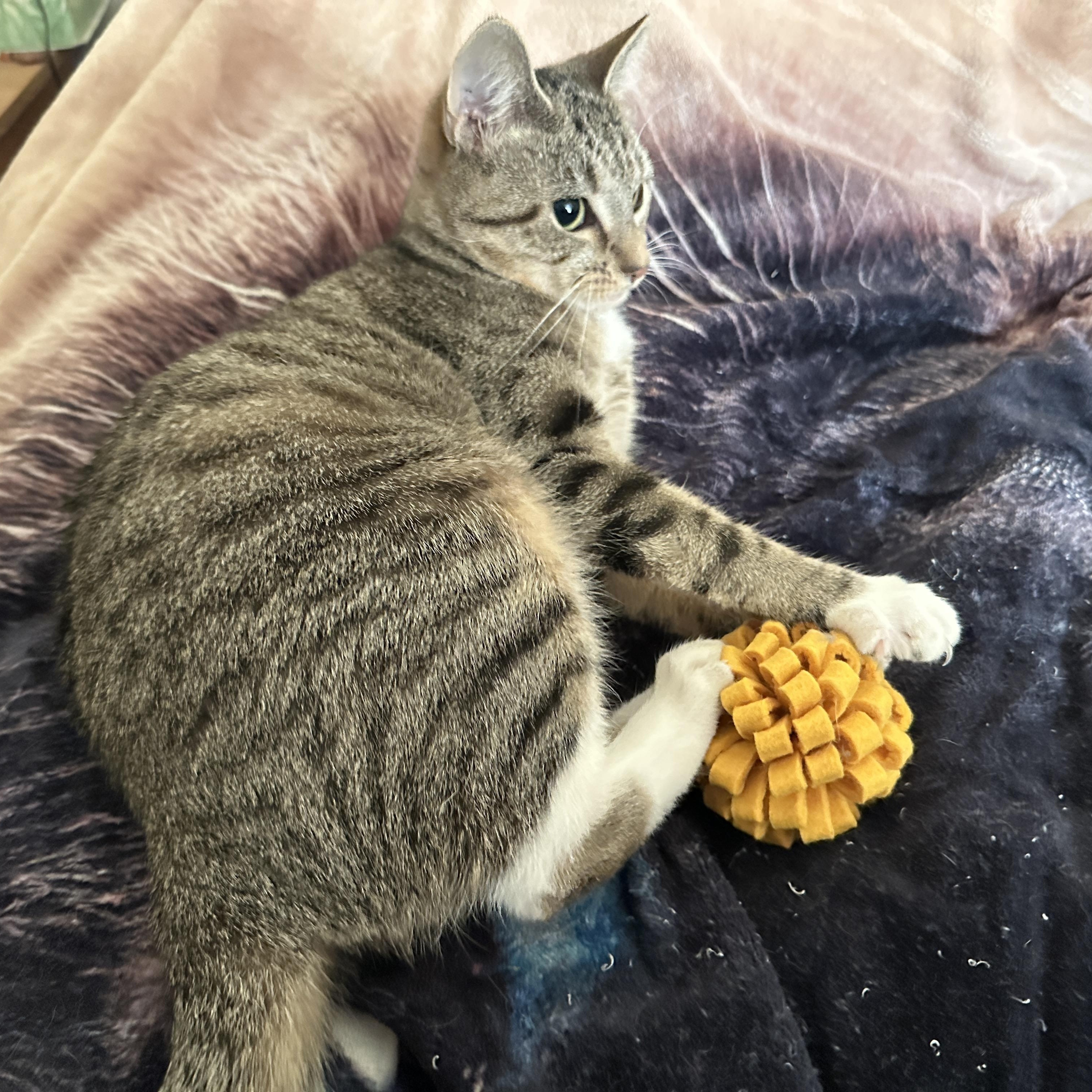 Trubbz (161370) (In a foster home), a ADOPTABLE Domestic Short Hair in Baton Rouge, LA image 3/3