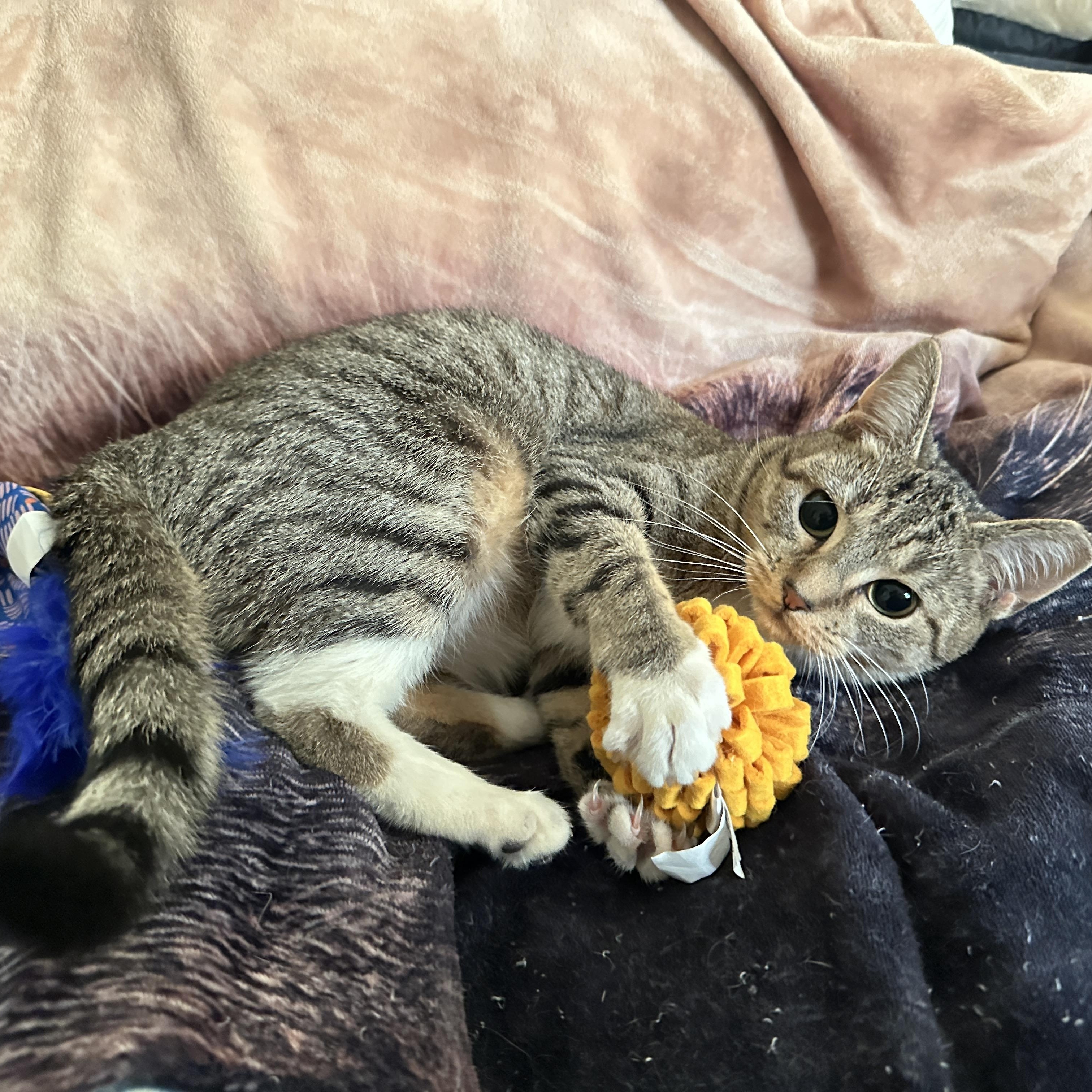 Trubbz (161370) (In a foster home), ADOPTABLE, Young Female Domestic Short Hair.