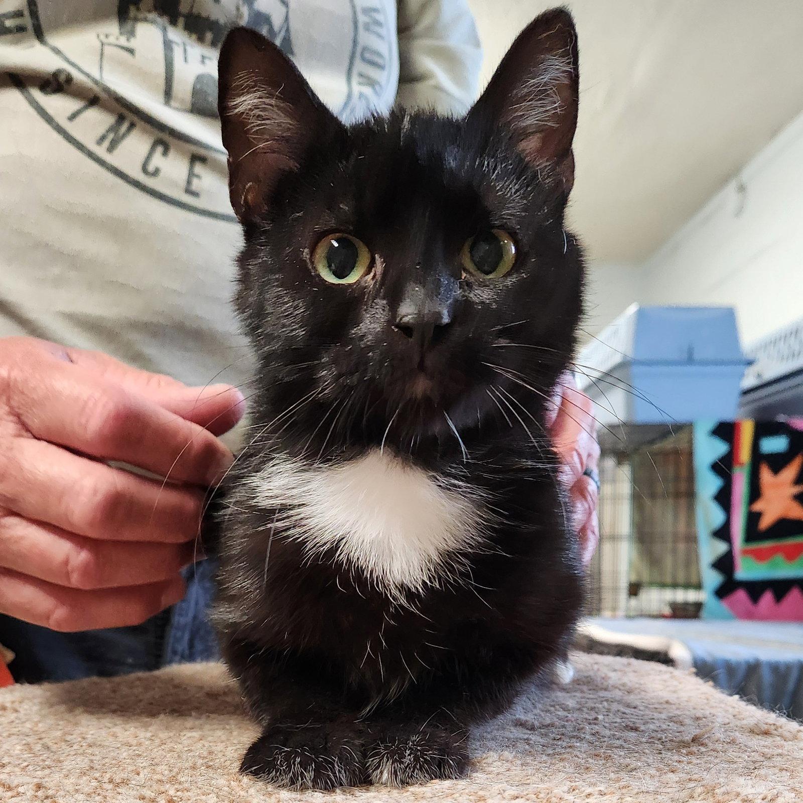 Enlarge Bunny, a Adoptable Domestic Short Hair in Greenfield, IN image 1/1