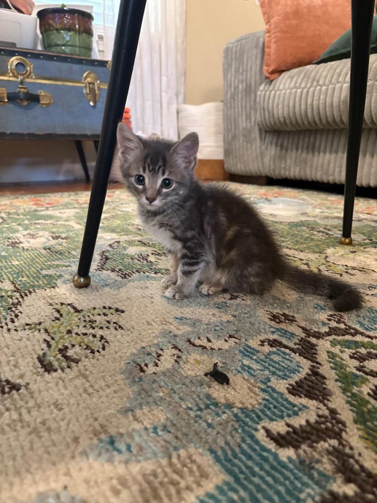 Douglas, Adoptable, Kitten Male Domestic Short Hair.