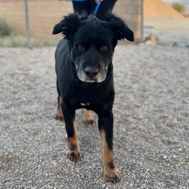 Artemis, Adoptable, Adult Male Shepherd.