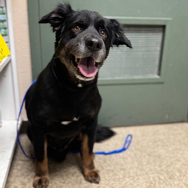 Enlarge Artemis, a Adoptable mixed breed in Bullhead City, AZ image 2/3