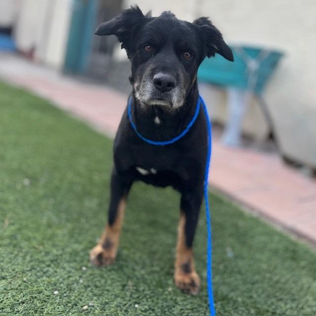 Enlarge Artemis, a Adoptable mixed breed in Bullhead City, AZ image 3/3