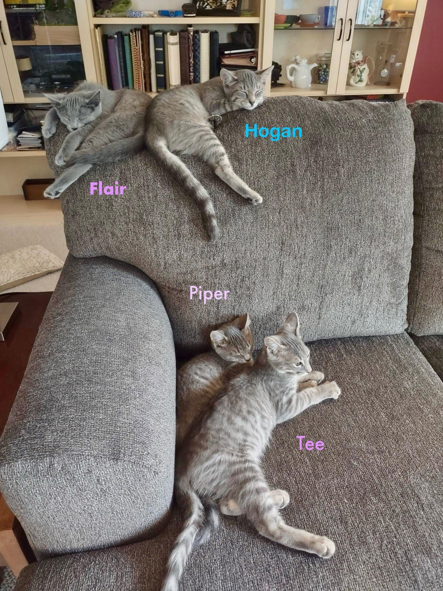 Tee, Adoptable, Adult Female Domestic Short Hair.