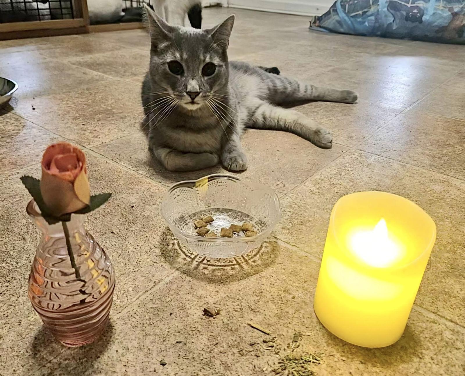 Tee, Adoptable, Adult Female Domestic Short Hair.