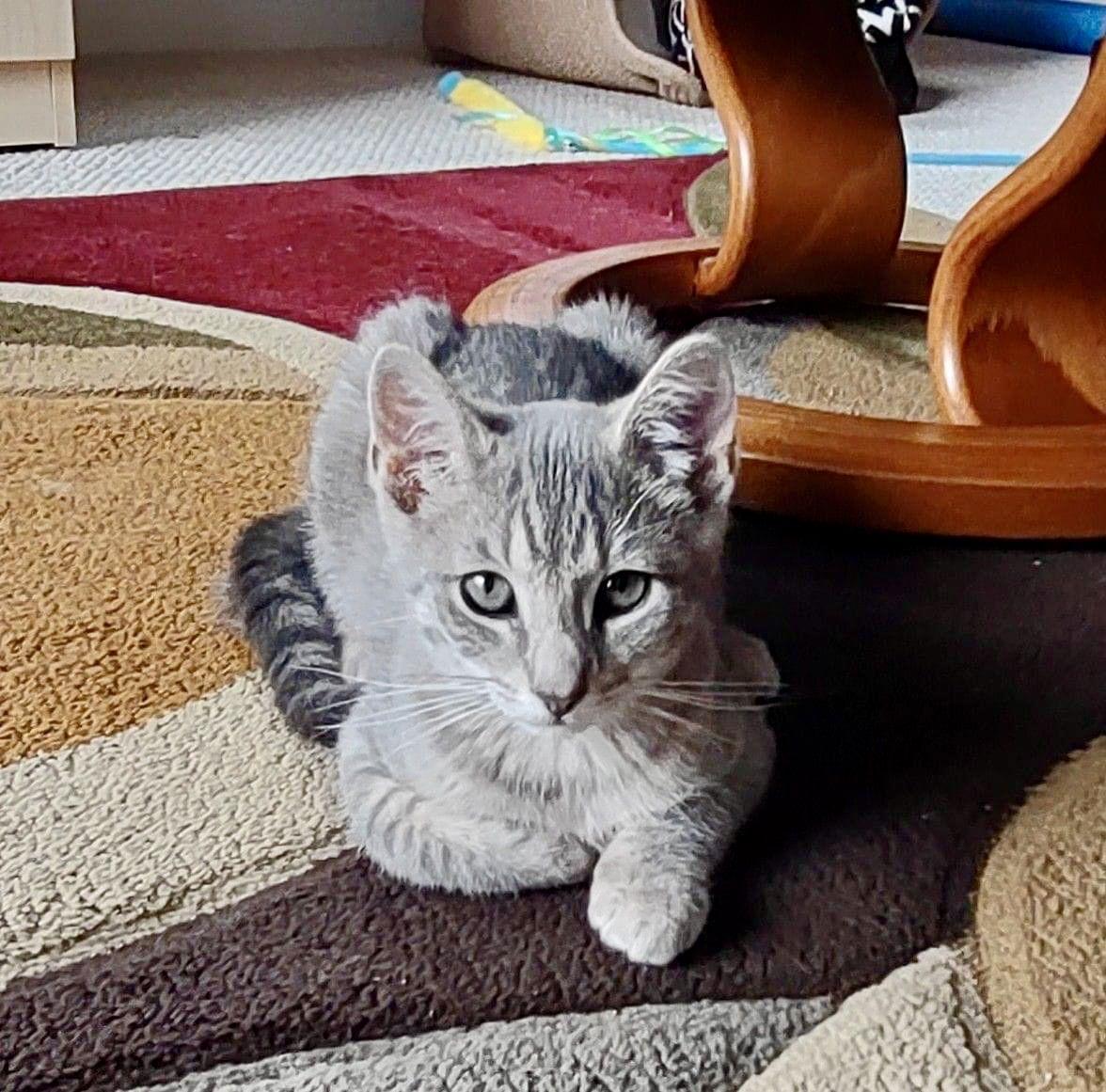 Tee, a Adoptable Domestic Short Hair in Penndel, PA image 2/3