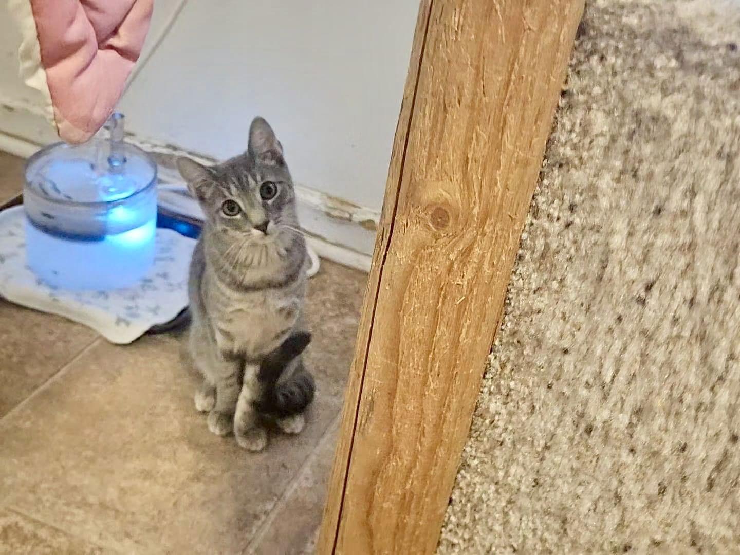 Tee, a Adoptable Domestic Short Hair in Penndel, PA image 3/3