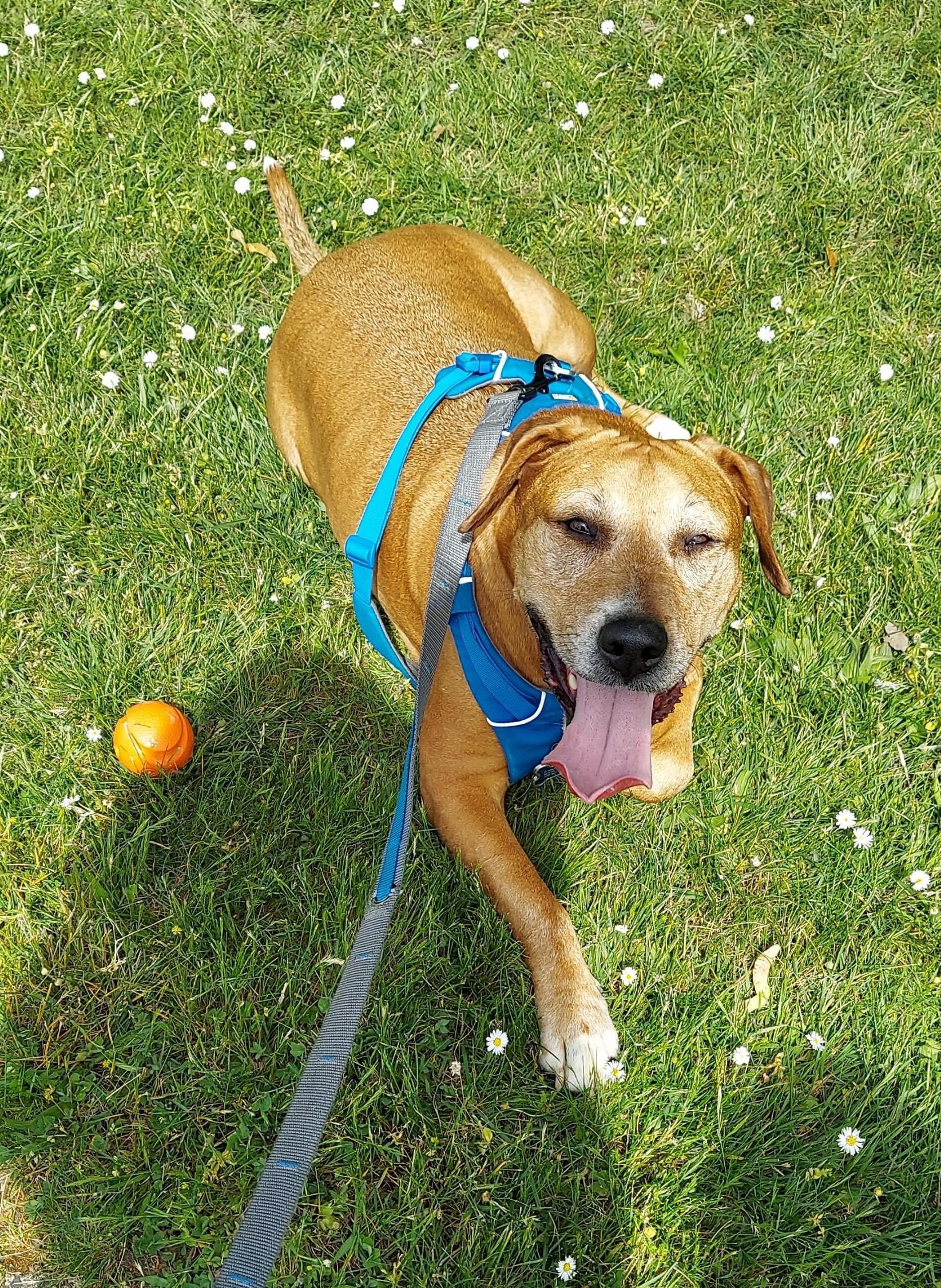 Nala — thumbnail 3