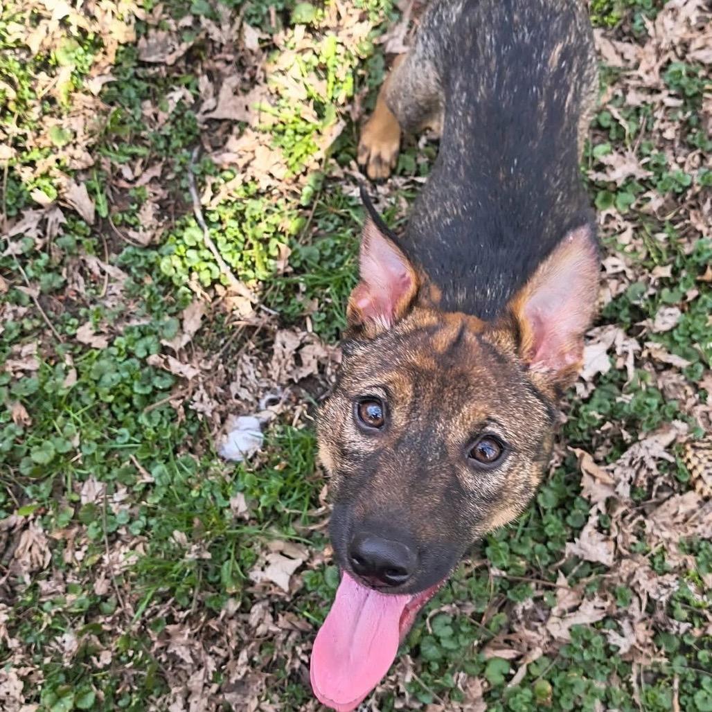Spatula, Adoptable, Puppy Female Mixed Breed.