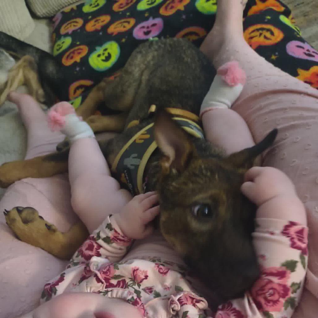Enlarge Spatula, a Adoptable Mixed Breed in Minneapolis, MN image 2/6