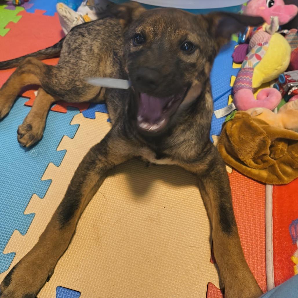 Enlarge Spatula, a Adoptable Mixed Breed in Minneapolis, MN image 3/6