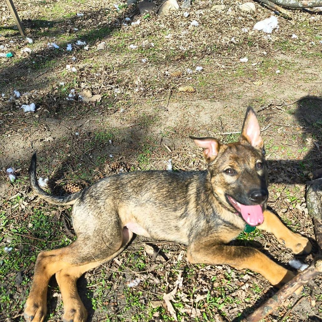 Enlarge Spatula, a Adoptable Mixed Breed in Minneapolis, MN image 4/6